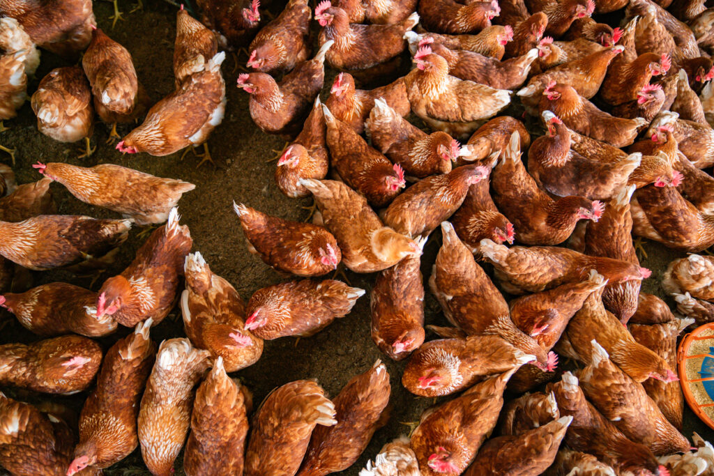 Poultry Stands as an Affordable Protein Choice