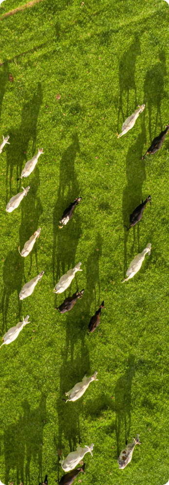 Global Poultry Quarterly: Q2 2025