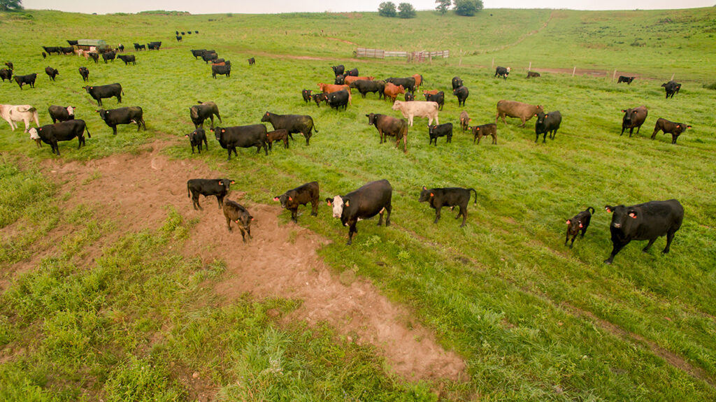 Disruption in Global Beef Markets