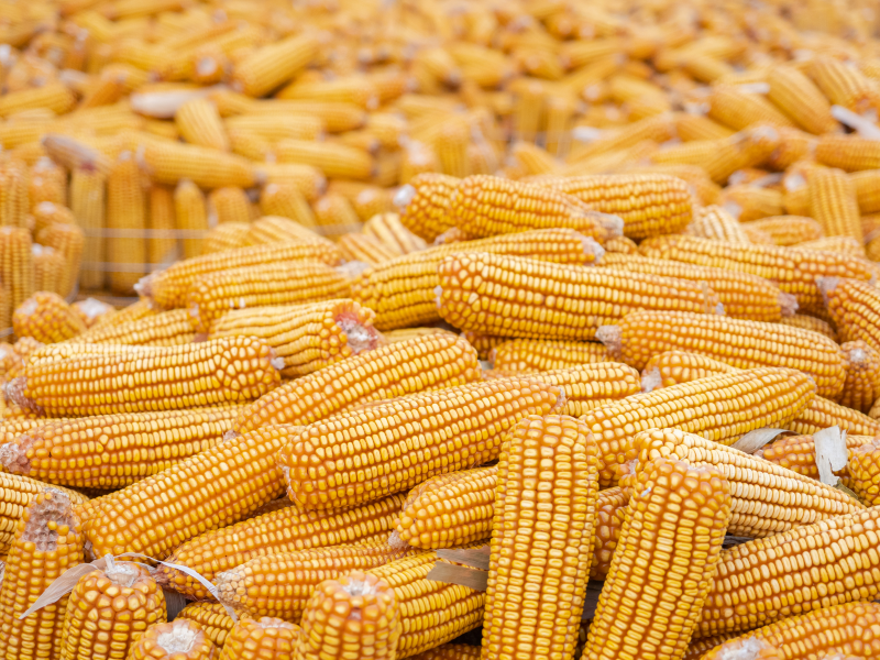 Yellow Alert for Sugar?