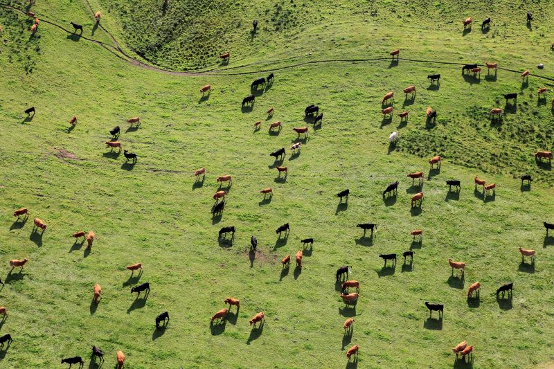 livestock risk
protection