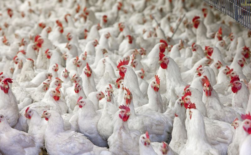 pasture, range
forage